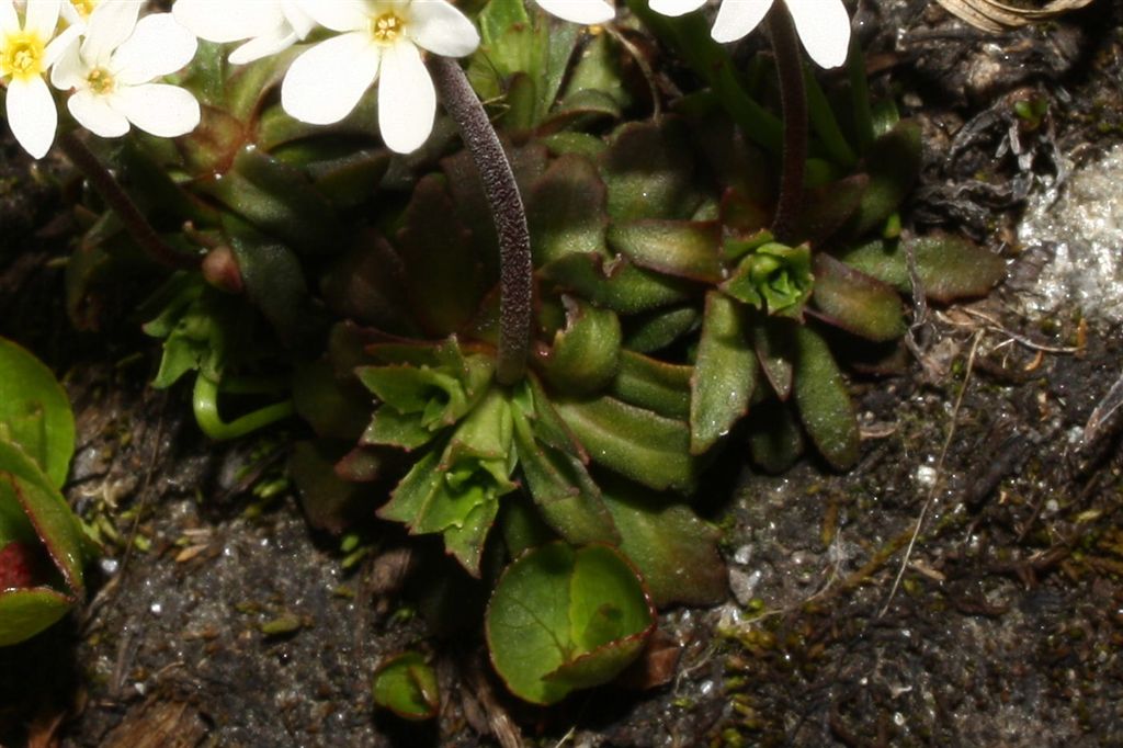 Androsace adfinis subsp. adfinis / Androsace carnicino
