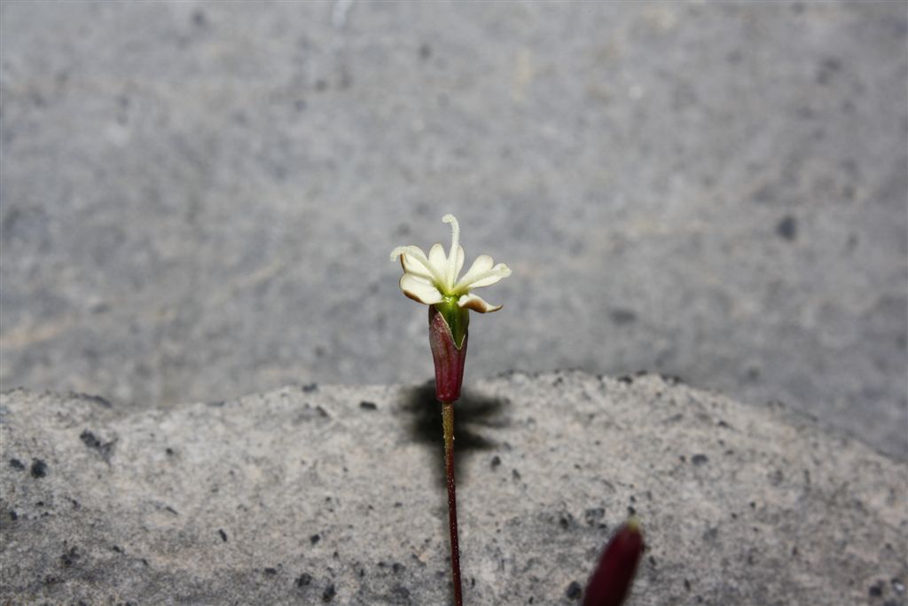 Da determinare - Silene saxifraga o S. campanula?
