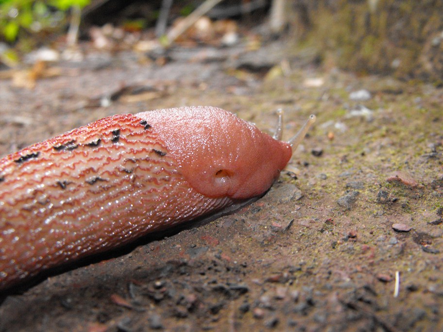 Limax del dacampi-gruppo in Val Graveglia (GE)