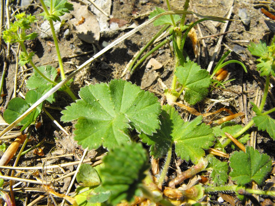 Da determinare - Alchemilla sp.