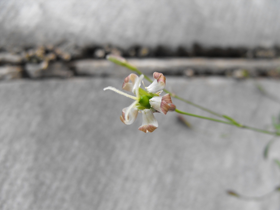 Silene saxifraga