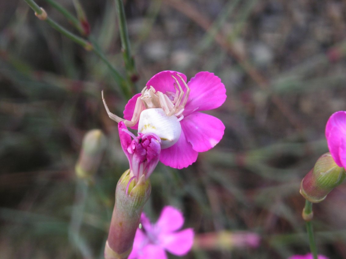 Thomisus onustus