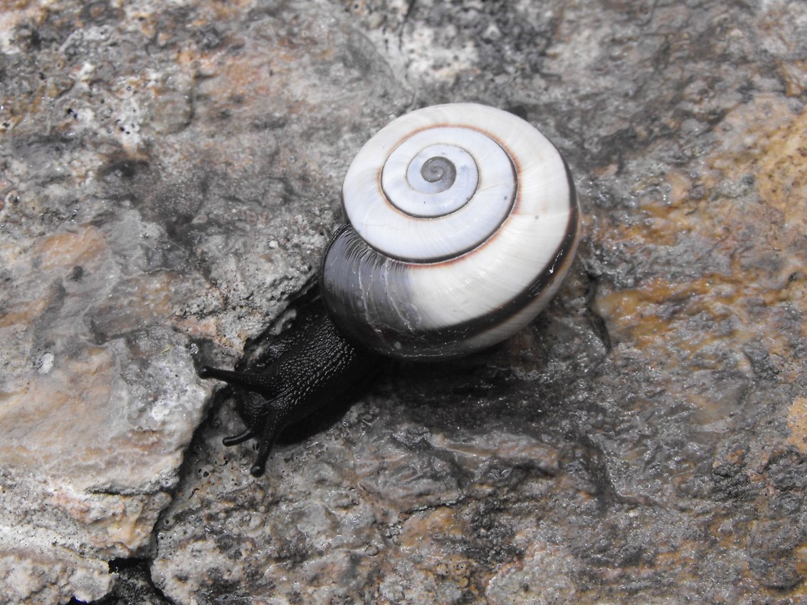 Chilostoma cingulatum