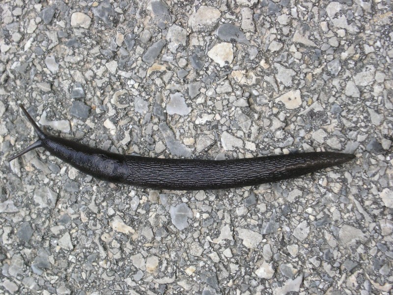 Limax sp. No 3 da sopra Levigliani (Alpi Apuane)