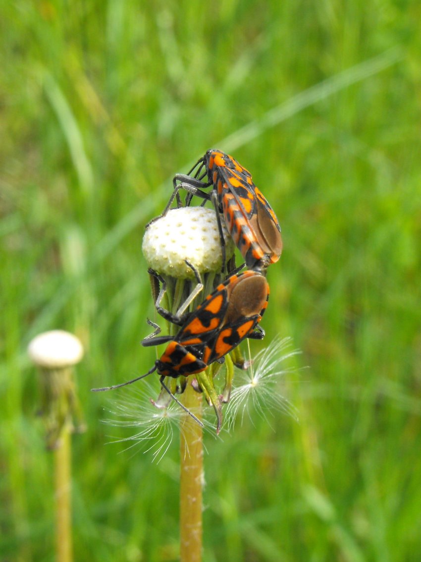 Lygaeidae: Spilostethus saxatilis della Liguria (GE)