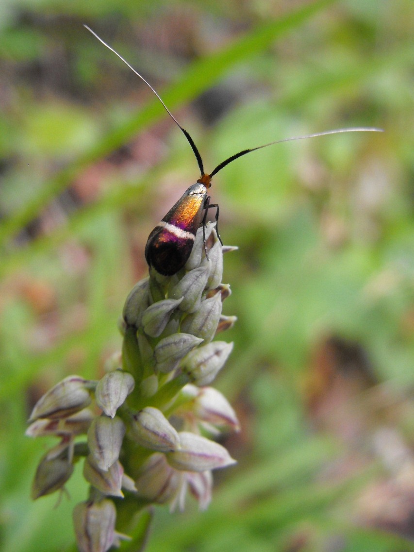 Chi  questo lepidottero posato su neotinea maculata?