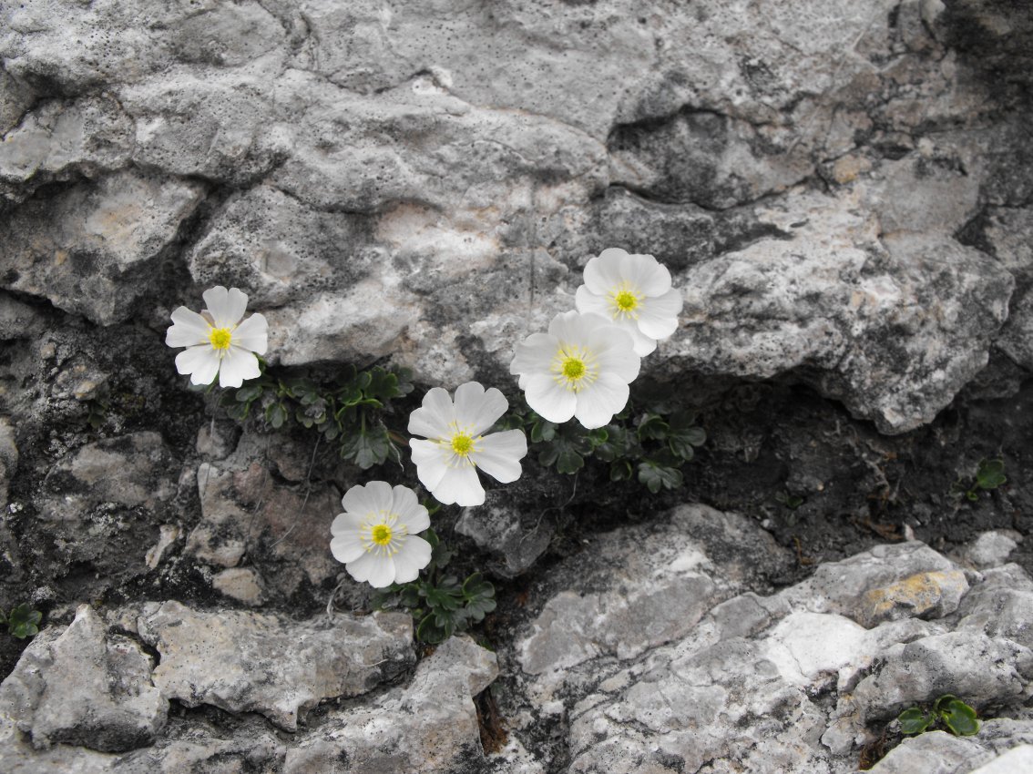 Ranunculus alpestris / Ranuncolo alpestre