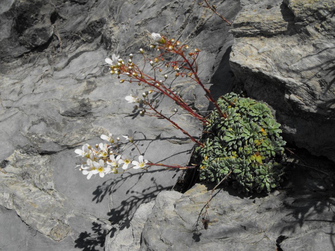 Saxifraga cochlearis / Sassifraga spatolata