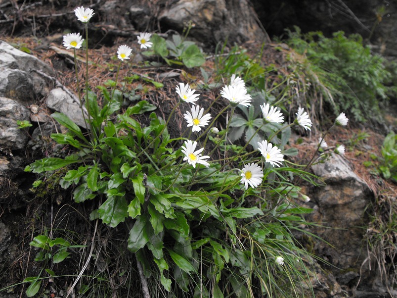 Bellidiastrum michelii