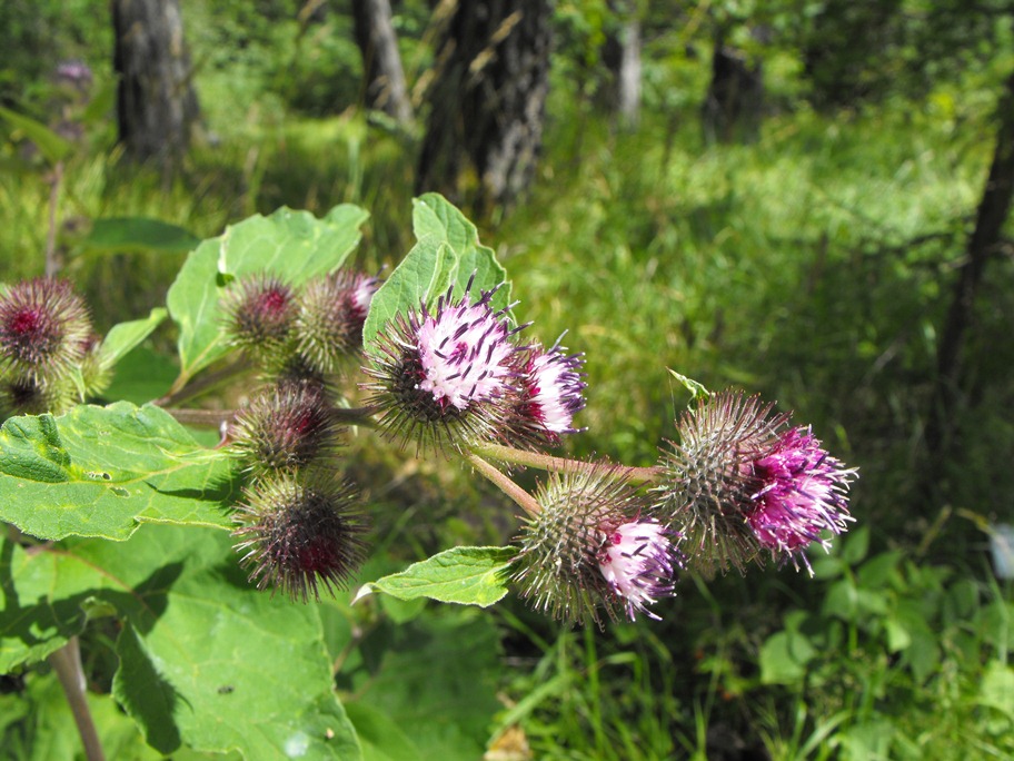 Arctium cfr.  nemorosum