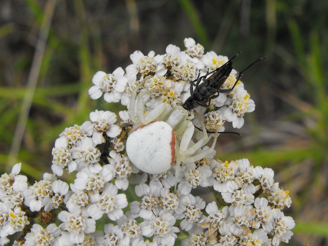 Misumena vatia con Cerambicidae