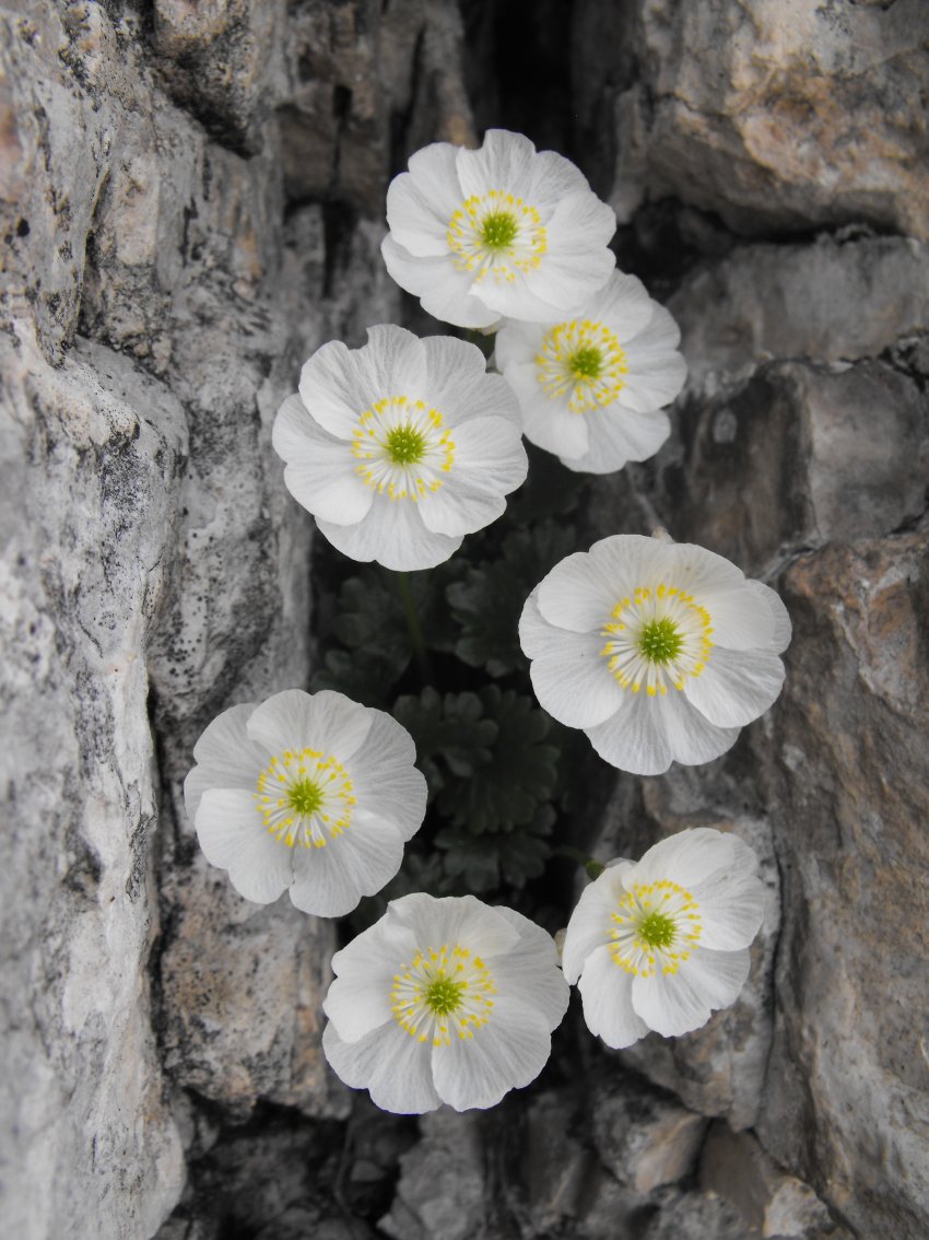 Ranunculus alpestris / Ranuncolo alpestre