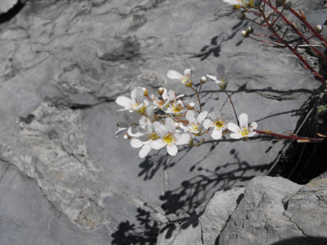 Saxifraga cochlearis / Sassifraga spatolata