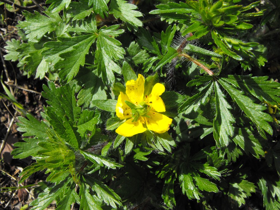 Da determinare - Potentilla sp.