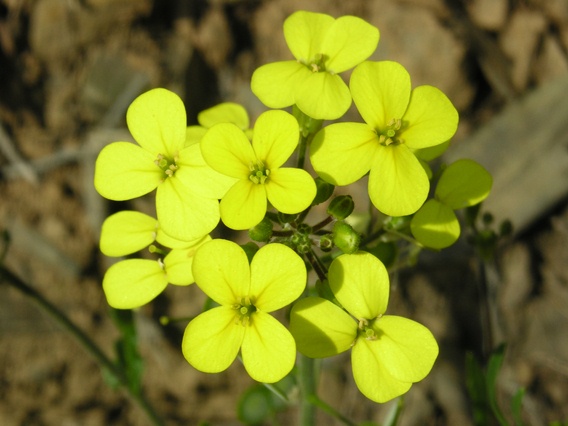 Da determinare - Biscutella cfr. levigata