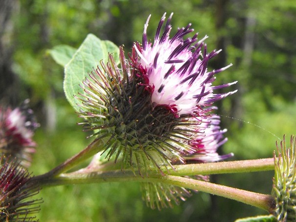 Arctium cfr.  nemorosum