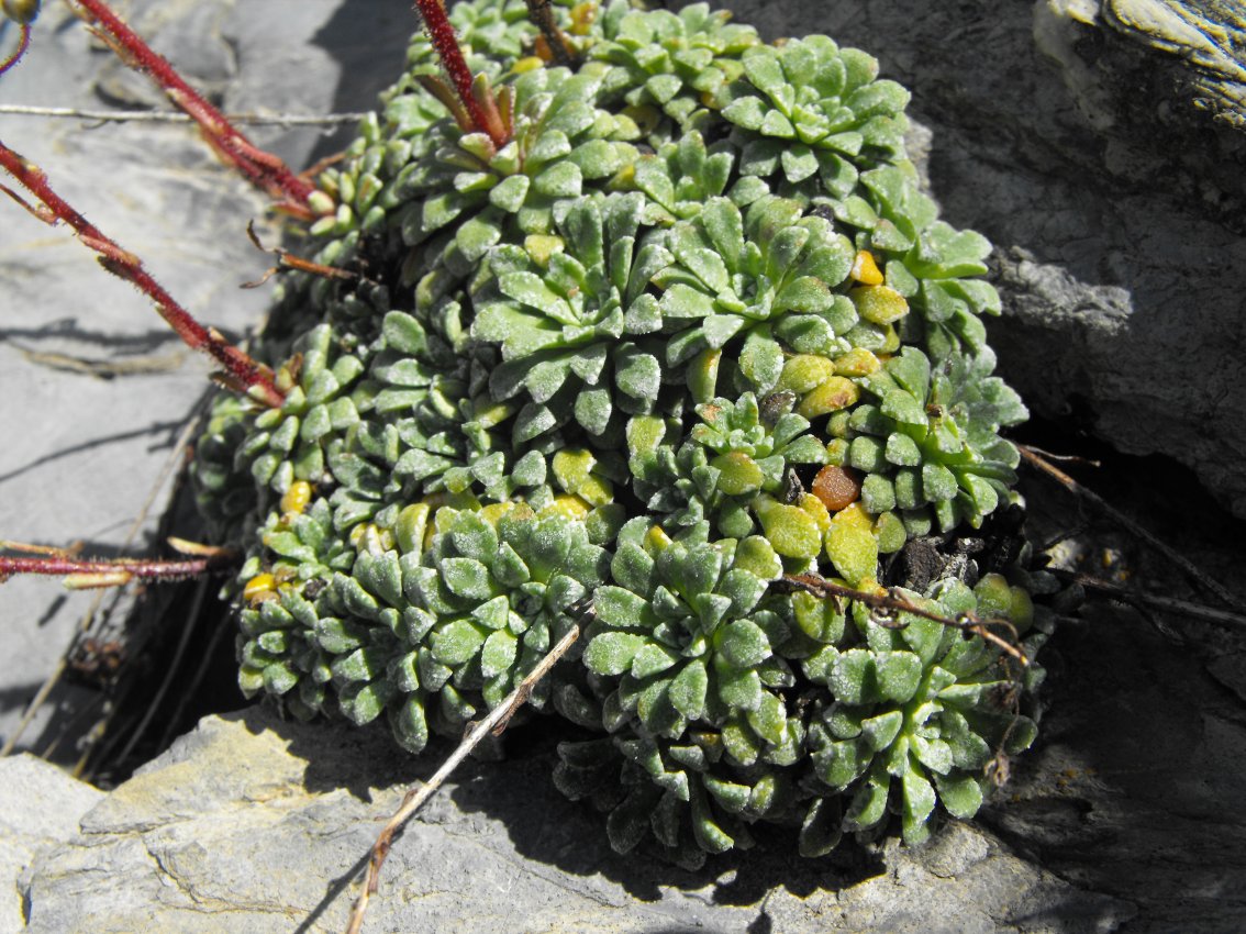 Saxifraga cochlearis / Sassifraga spatolata