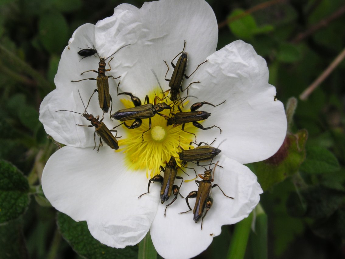 Assembramento di Oedemera sp.