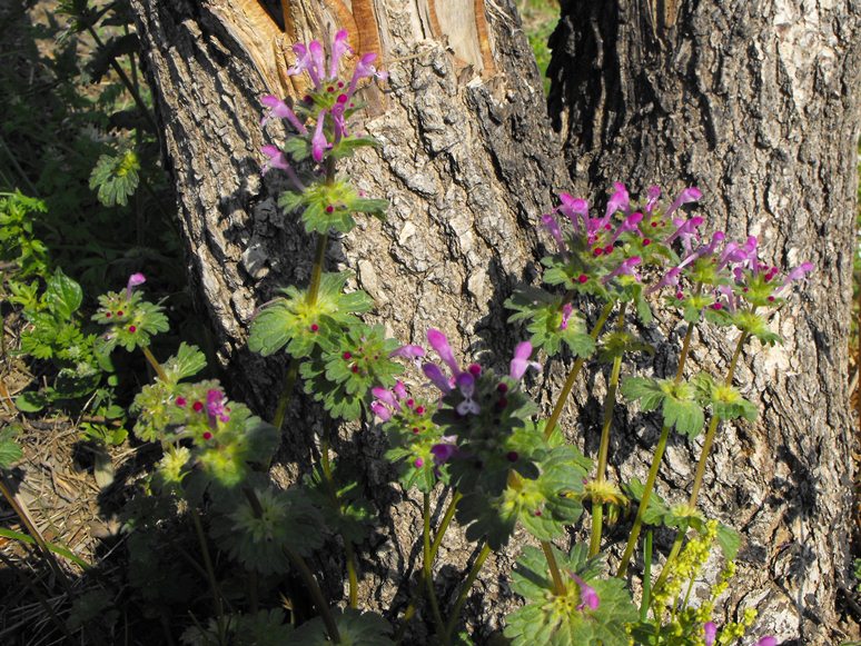 Lamium amplexicaule L.