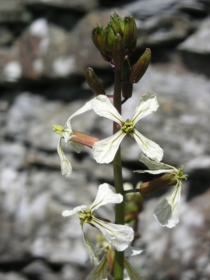 Da determinare - cfr. Eruca vesicaria subsp. sativa
