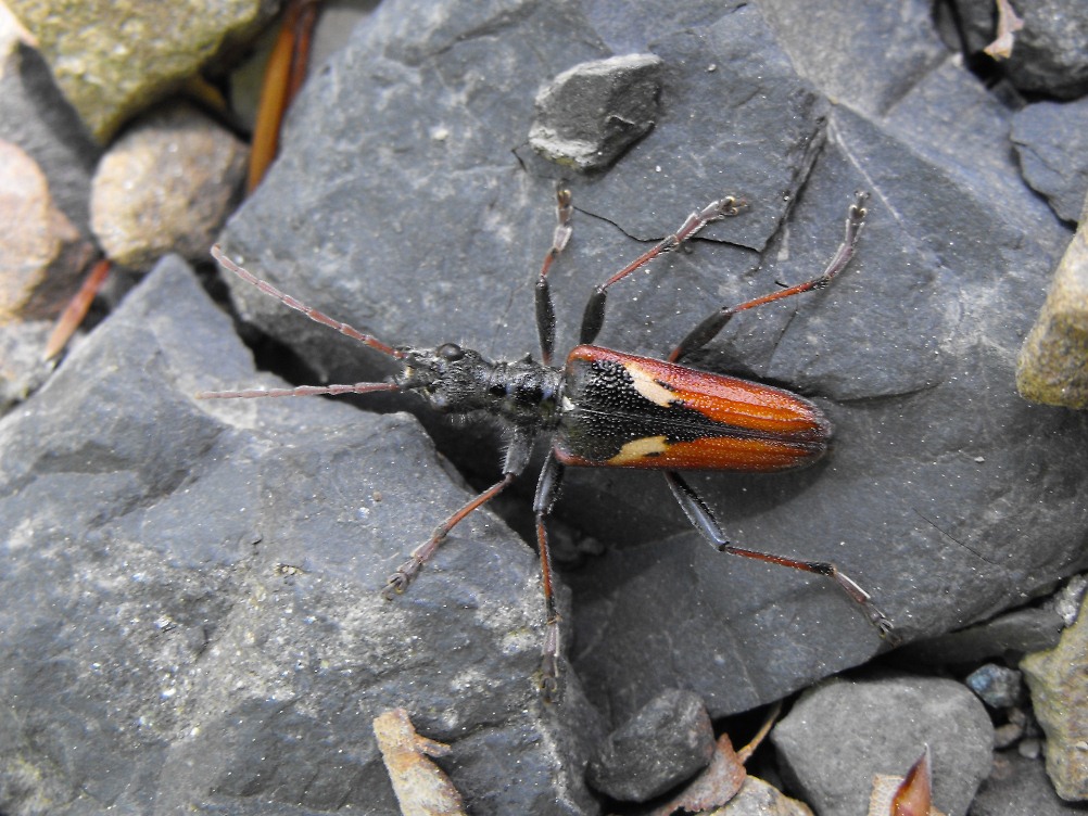 Rhagium bifasciatum dalla Liguria