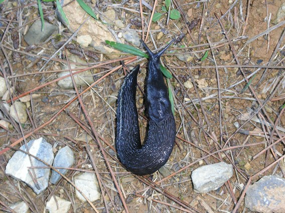 Limax aldrovandi Moquin-Tandon 1855 da Portovenere (SP)