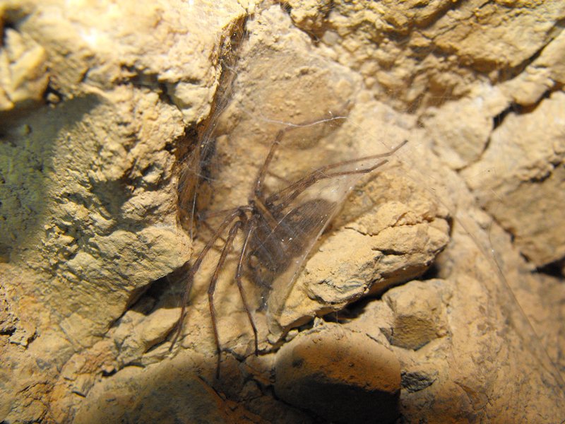 Tegenaria o Malthonica sp.