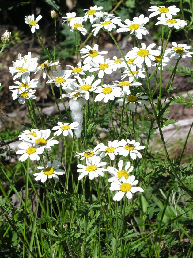 Tanacetum corynbosum