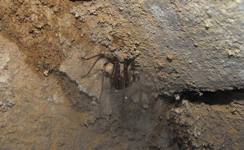 Tegenaria o Malthonica sp.