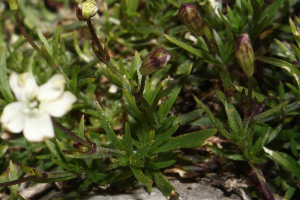 Da determinare - cfr. Silene rupestris