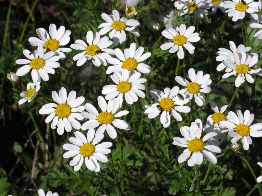 Tanacetum corynbosum