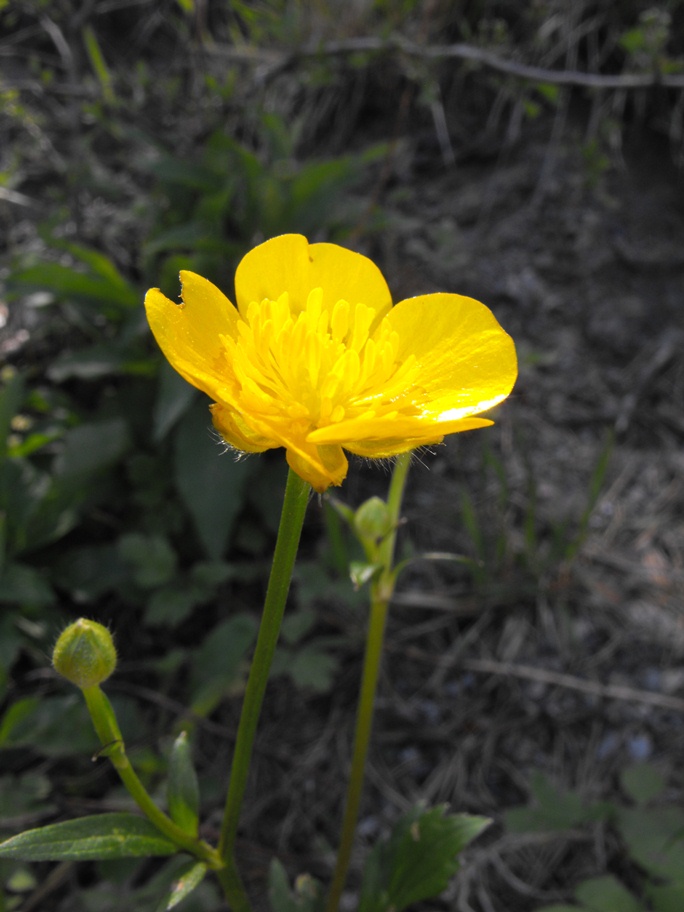Ranunculus da determinare