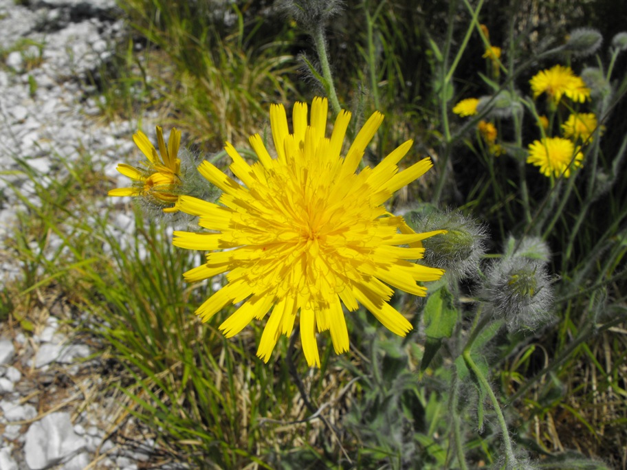 Asteracea da determinare - Hieracium cfr. villosum