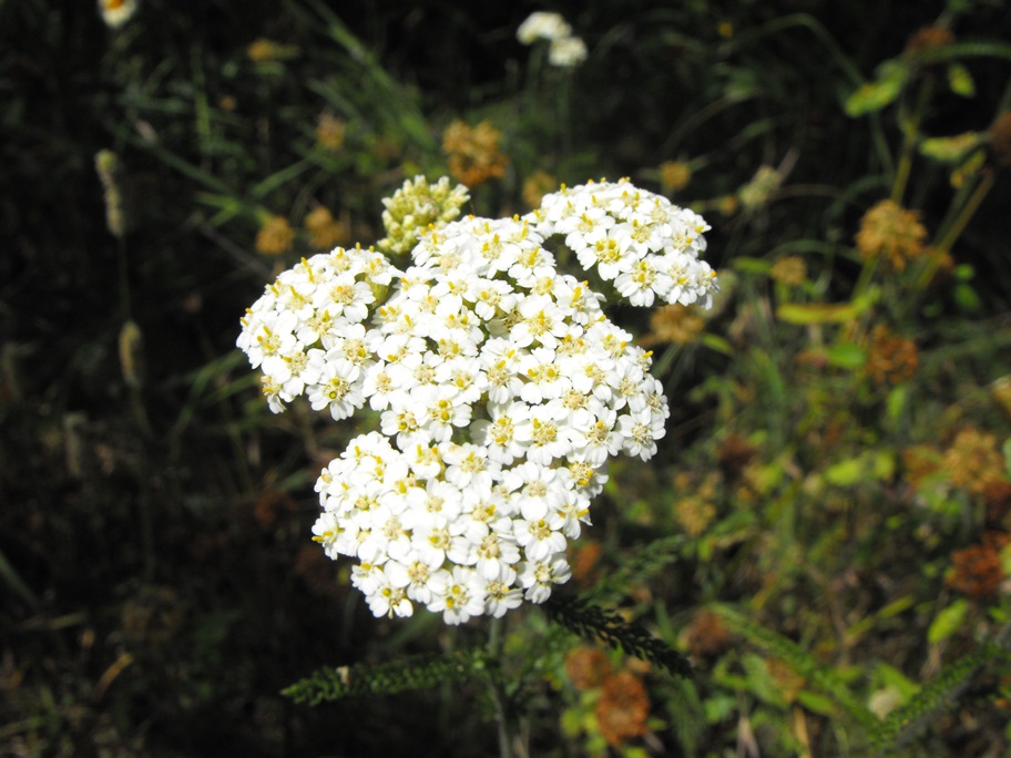 Achillea millefolium?