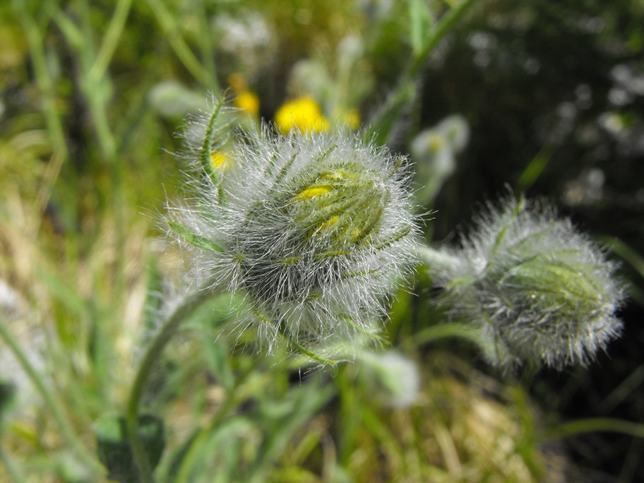 Asteracea da determinare - Hieracium cfr. villosum