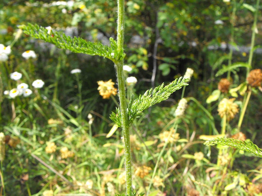 Achillea millefolium?