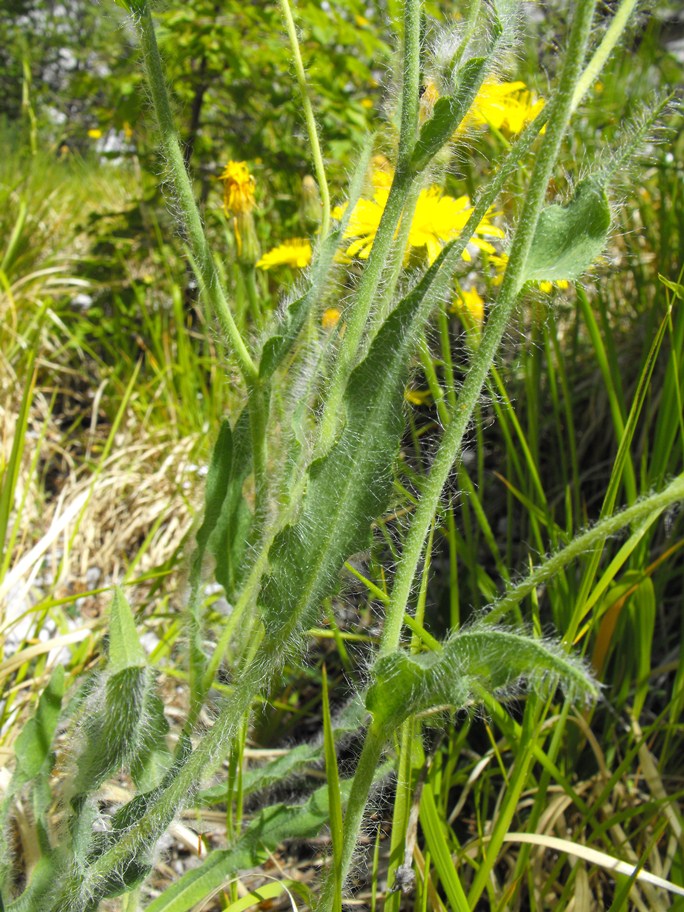 Asteracea da determinare - Hieracium cfr. villosum
