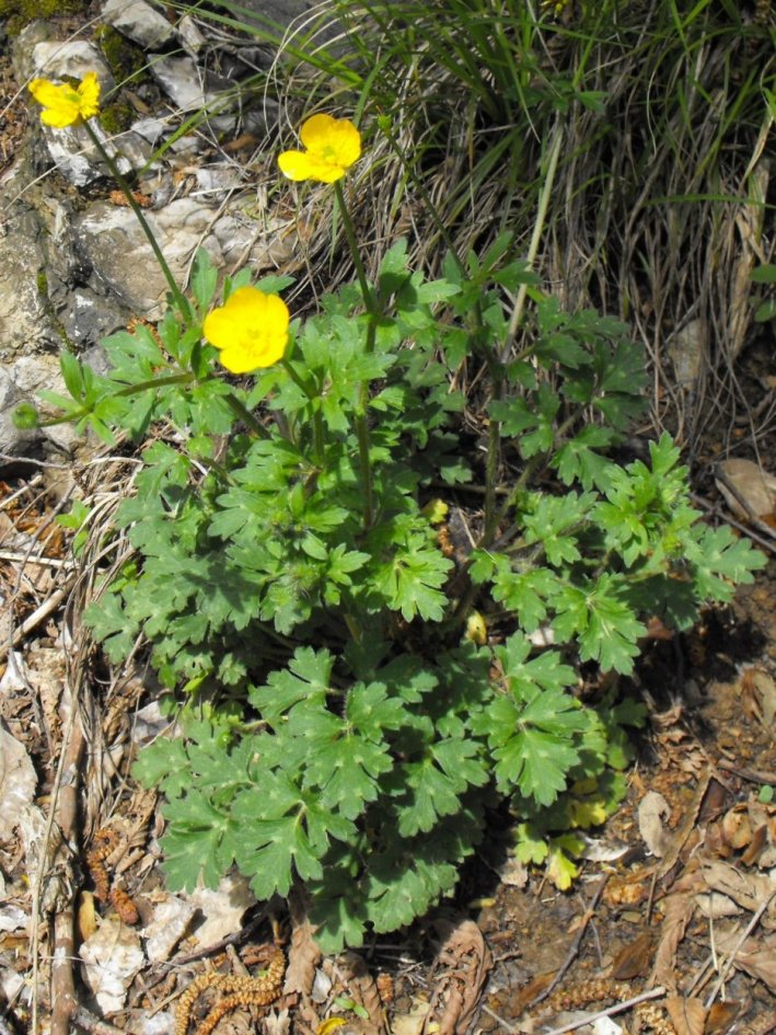 Ranunculus bulbosus ?