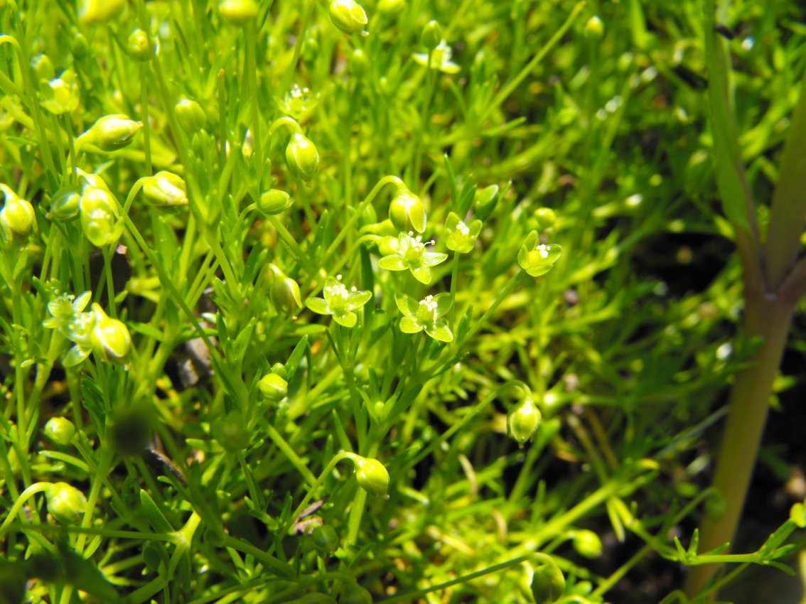 Sagina cfr. procumbens