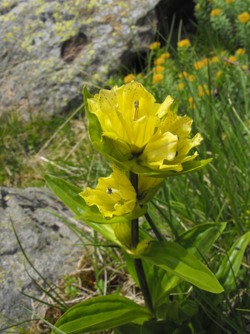 Dolomiti - Gentiana punctata