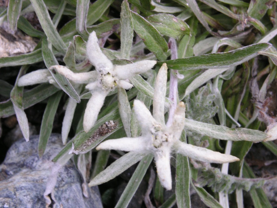 Leontopodium alpinum Cass. - Stella alpina