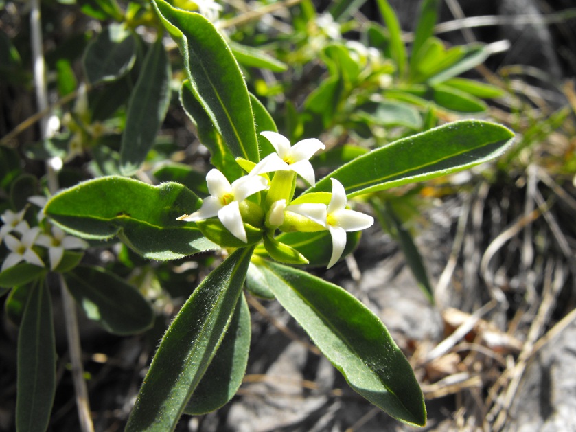 Daphne alpina / Dafne alpina