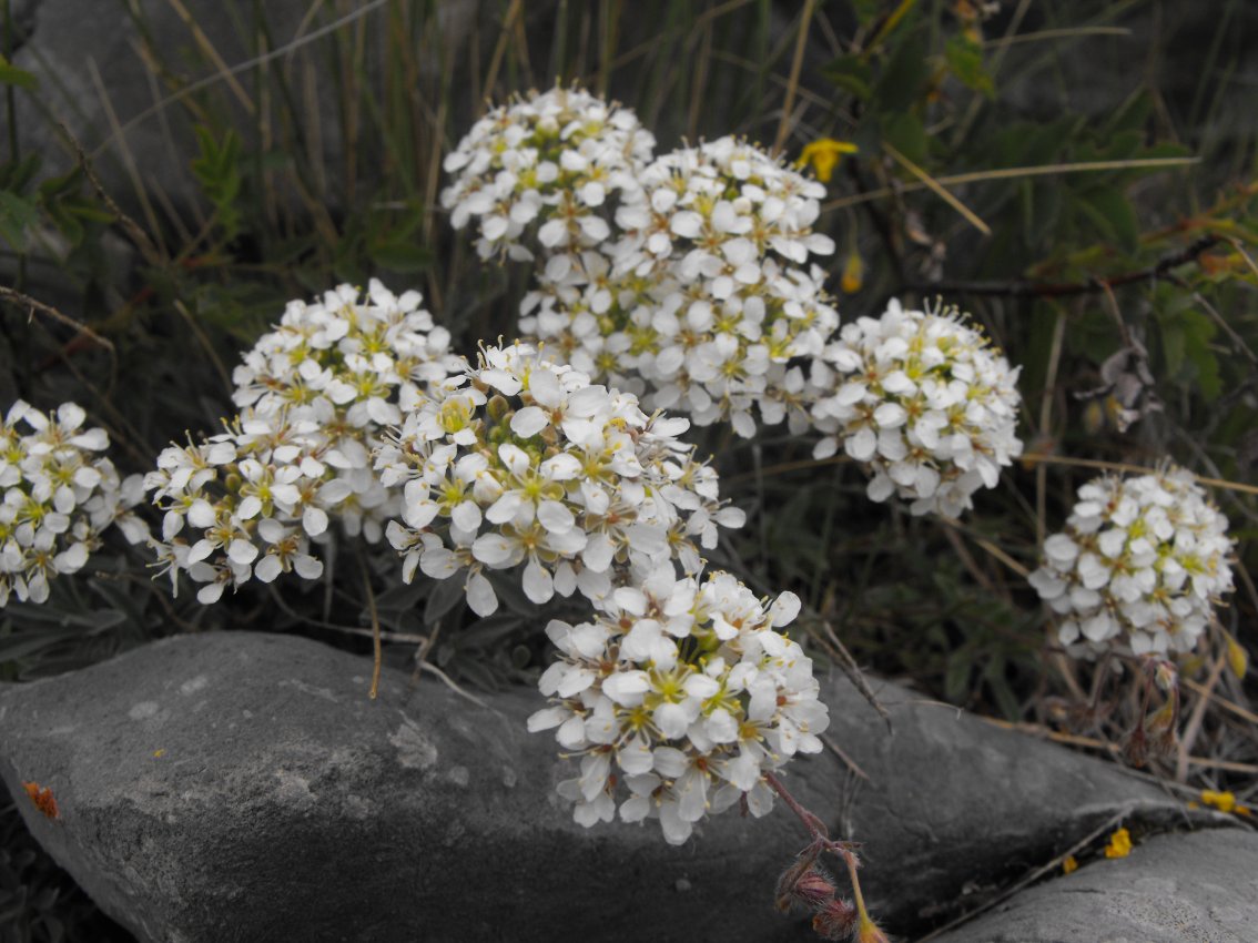 Alyssum ligusticum / Alisso ligure
