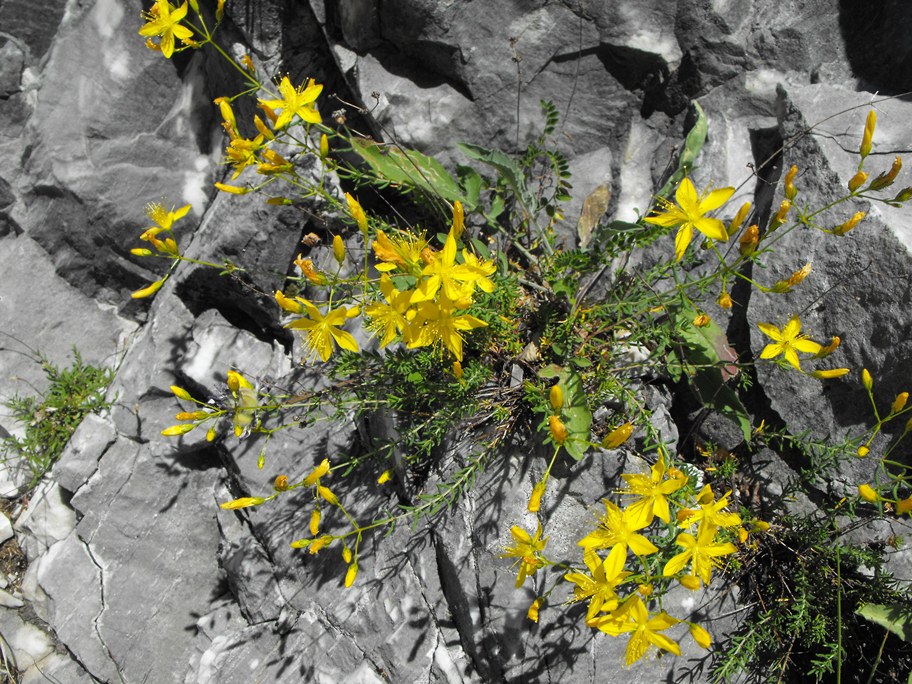 Hypericum coris / Erba di S. Giovanni aghifoglia