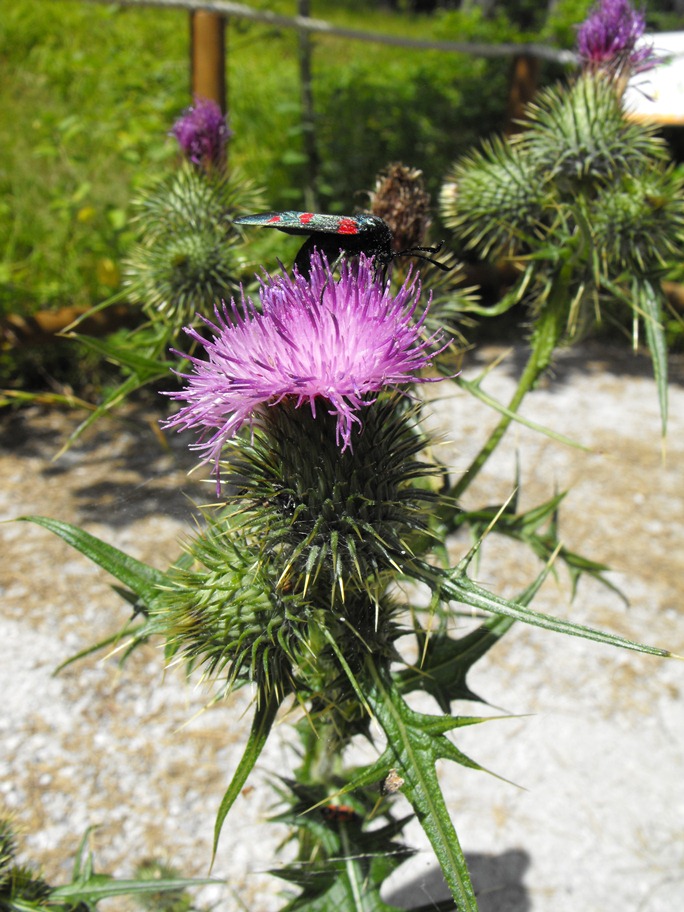 Asteracea - Cirsium vulgare