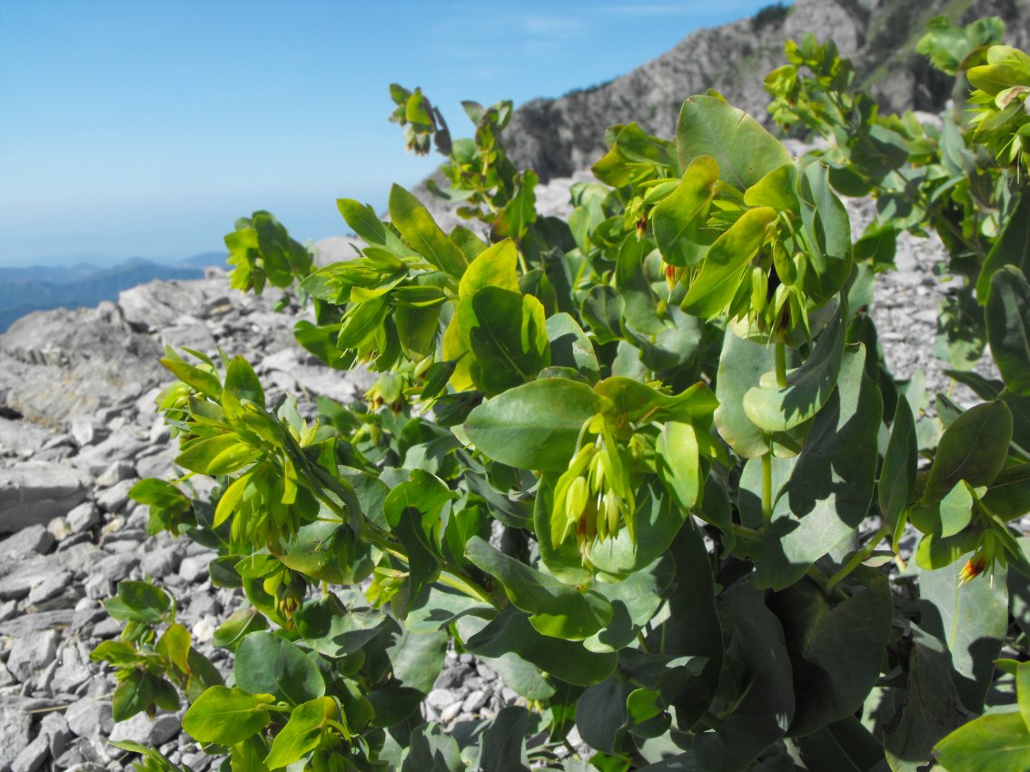 Da determinare -  Cerinthe cfr.glabra
