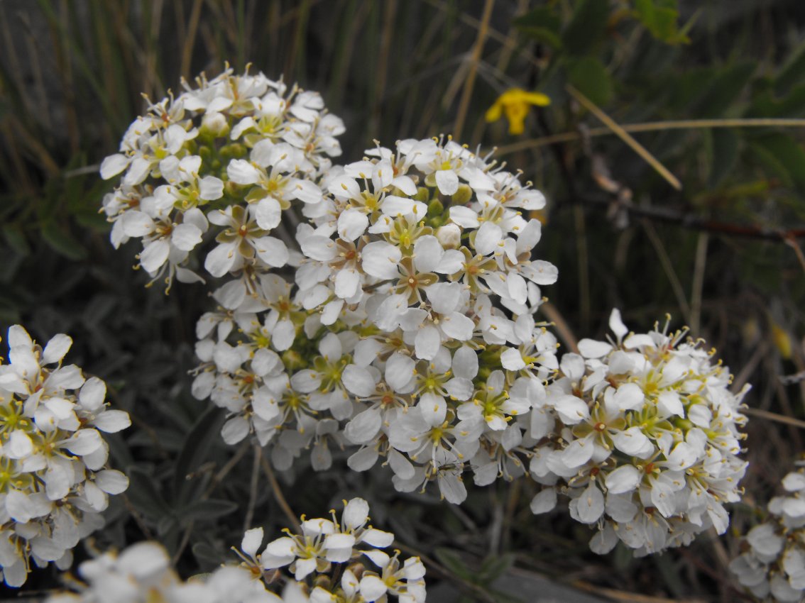 Alyssum ligusticum / Alisso ligure