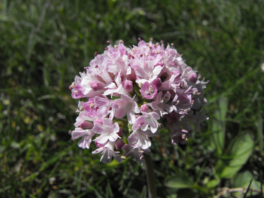 Valeriana tuberosa / Valeriana tuberosa