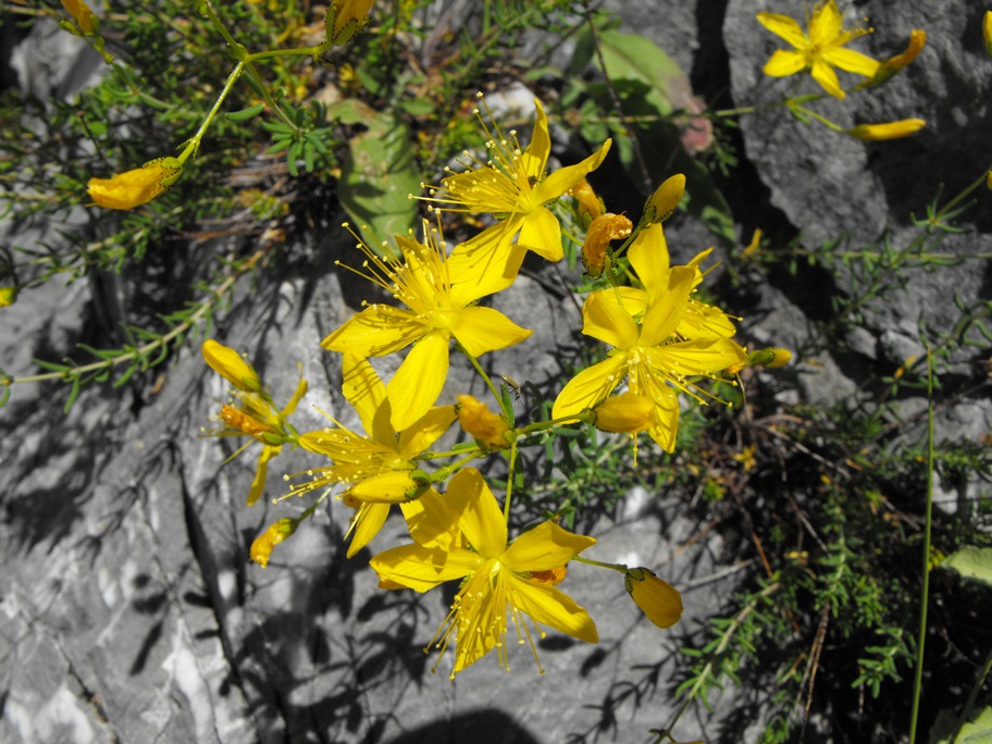 Hypericum coris / Erba di S. Giovanni aghifoglia
