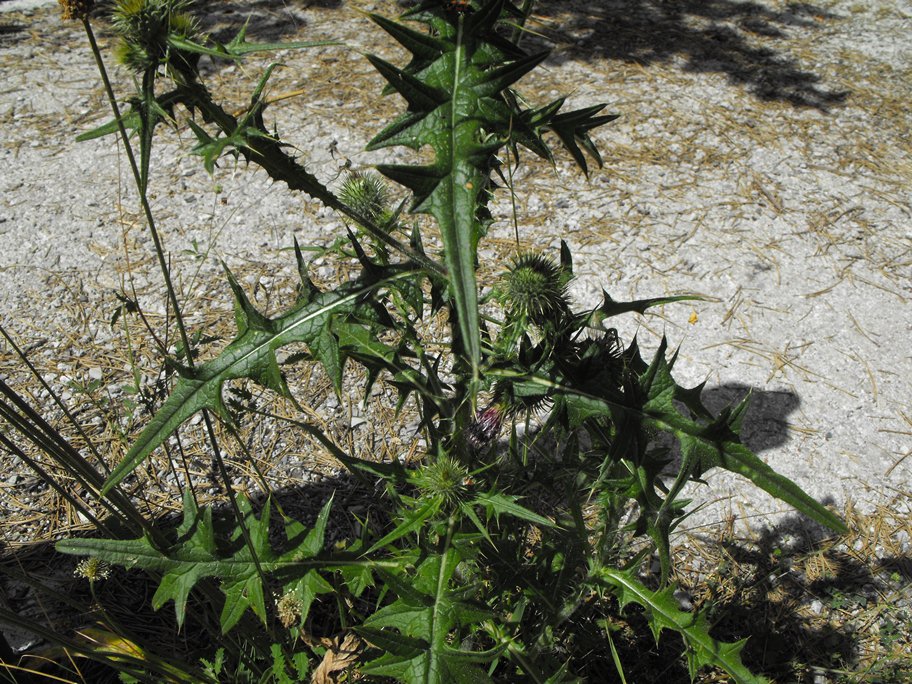 Asteracea - Cirsium vulgare